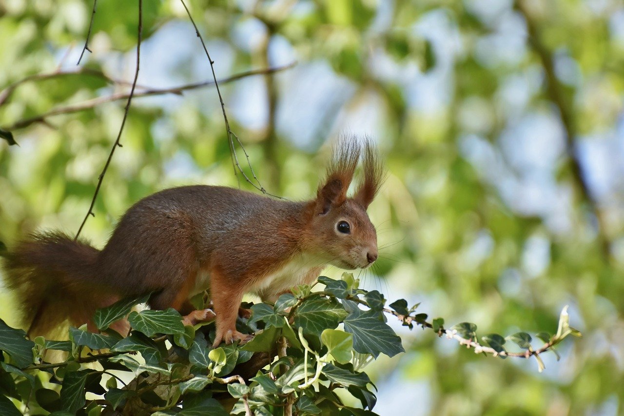 squirrel, rodent, animal-8773796.jpg